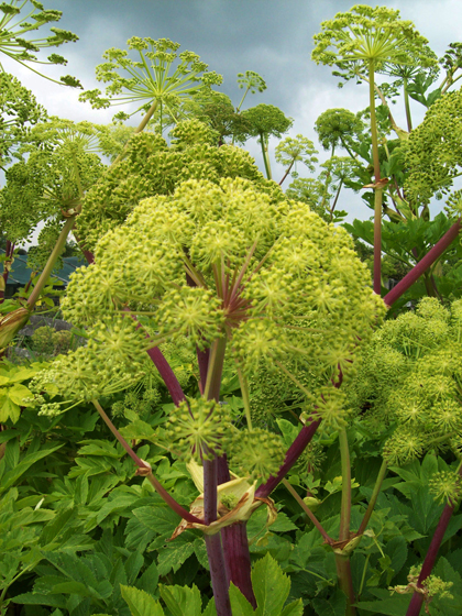 Garden Angelica